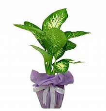 Küçükboy difenbahya